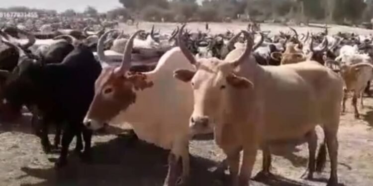 Kissidougou : Un jeune bouvier mortellement blessé lors d’un affrontement avec un agriculteur à Niandou