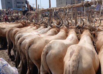 Tabaski 2025 : Entre difficultés et espoir, les marchands de bétail lancent un appel aux autorités et aux clients.