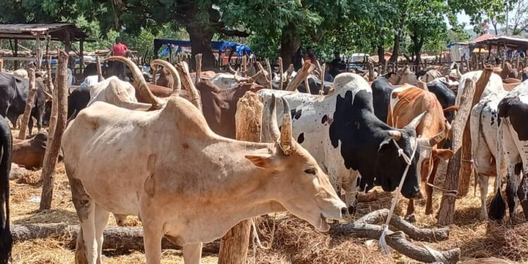 SIGUIRI – Tabaski 2025 : le prix des bœufs varie entre 15 et 65 millions de francs guinéens.