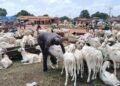 Kankan Tabaski 2025 : les prix des moutons grimpent jusqu’à 4 millions de francs guinéens.