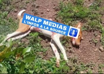 Léro : Neuf personnes hospitalisées suite à des morsures de chiens enragés Sept chiens abattus par des habitants.