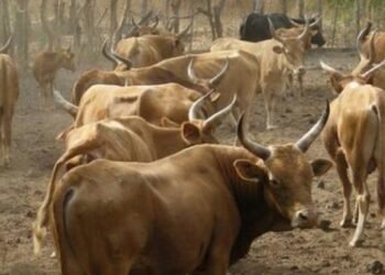 MANDIANA : Les animaux doivent être mis en enclos à partir de ce mercredi, annonce le Directeur préfectoral de l’Agriculture et de l’Élevage.