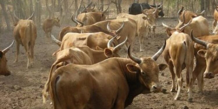 MANDIANA : Les animaux doivent être mis en enclos à partir de ce mercredi, annonce le Directeur préfectoral de l’Agriculture et de l’Élevage.