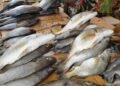 Kankan : pénurie de poissons sur les marchés, les vendeuses tirent la sonnette d’alarme.