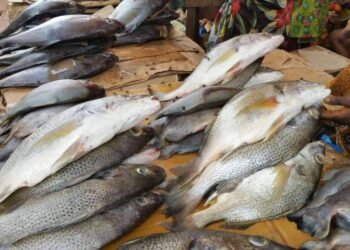 Kankan : pénurie de poissons sur les marchés, les vendeuses tirent la sonnette d’alarme.