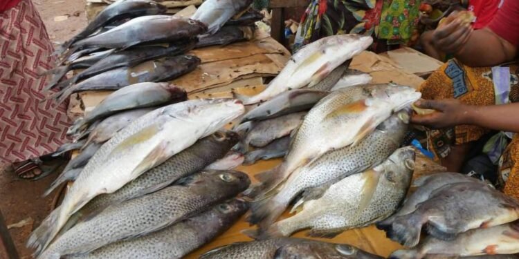 Kankan : pénurie de poissons sur les marchés, les vendeuses tirent la sonnette d’alarme.
