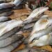 Kankan : pénurie de poissons sur les marchés, les vendeuses tirent la sonnette d’alarme.
