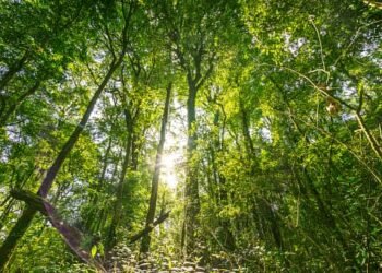 Viol dans une mosquée: Un imam condamné à 10 ans de prison.      