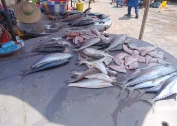 À 24 heures du début du Ramadan : les vendeuses de poisson dénoncent la flambée des prix.   