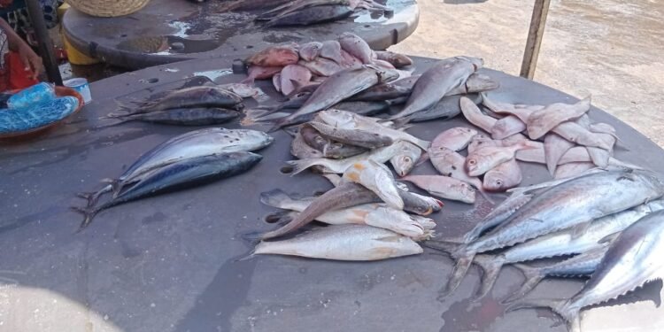 À 24 heures du début du Ramadan : les vendeuses de poisson dénoncent la flambée des prix.