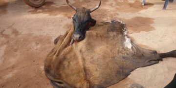 SIGUIRI : Un présumé voleur de bétail interpellé au secteur Cité chinoise.