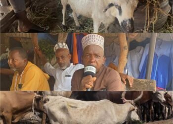 Fête del’EidEl-Fitr : les vendeurs de bœufs entre crise de liquidité et flambée des prix du bétail.