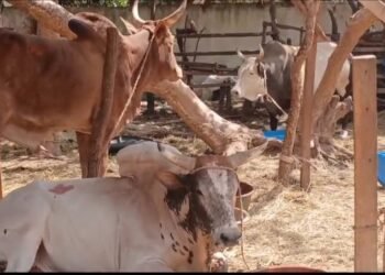 Siguiri : l’instabilité au Mali impacte le marché du bétail et des denrées.   