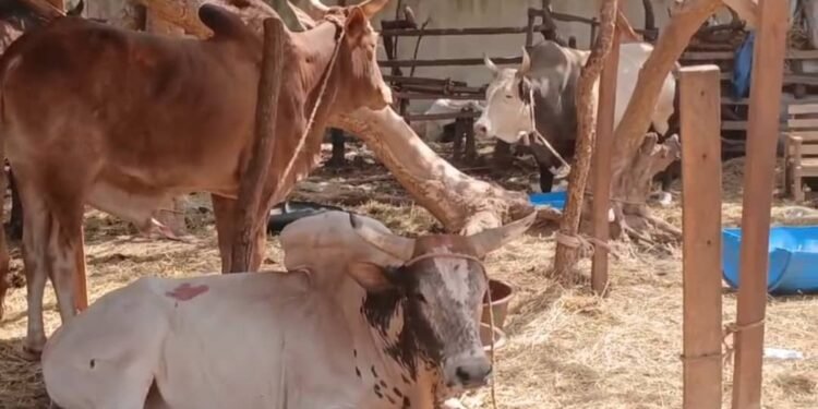 Siguiri : l’instabilité au Mali impacte le marché du bétail et des denrées.   