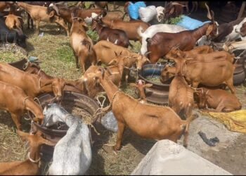 Tabaski 2026 : les prix des moutons en forte hausse sur les marchés de Conakry