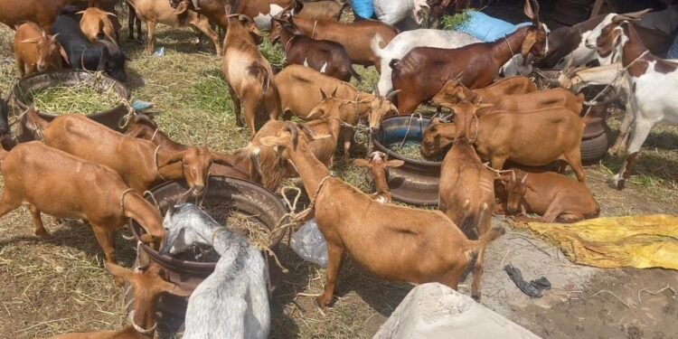 Tabaski 2026 : les prix des moutons en forte hausse sur les marchés de Conakry