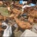 Tabaski 2026 : les prix des moutons en forte hausse sur les marchés de Conakry