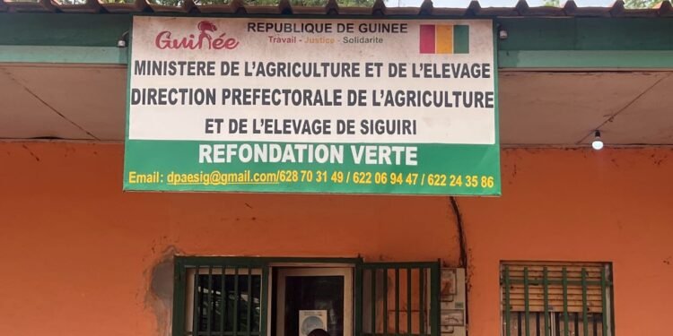 SIGUIRI : Les agriculteurs inquiets face à la rareté des pluies en ce début de campagne agricole