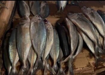 Conakry : au marché de Cosa, la pénurie de poissons et la flambée des prix mettent les vendeuses en difficulté