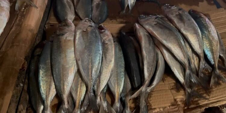 Conakry : au marché de Cosa, la pénurie de poissons et la flambée des prix mettent les vendeuses en difficulté