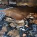 Lola : un différend autour d’un diplôme du BEPC tourne à l’incendie d’une maison familiale