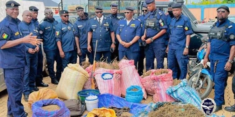Lola : 120 kg de cannabis saisis à Woroyapo, trois personnes dont une femme de 20 ans interpellées